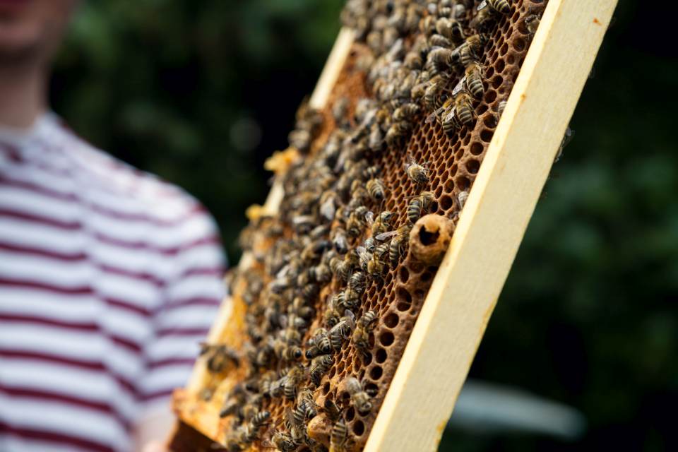 Bienen Durchsicht geschluepfte Weiselzelle Jessica Grossmann