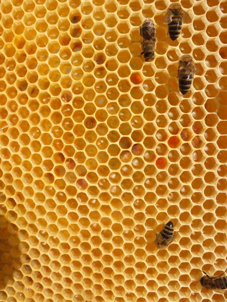 Bienen frischer Honig in Zellen Waben