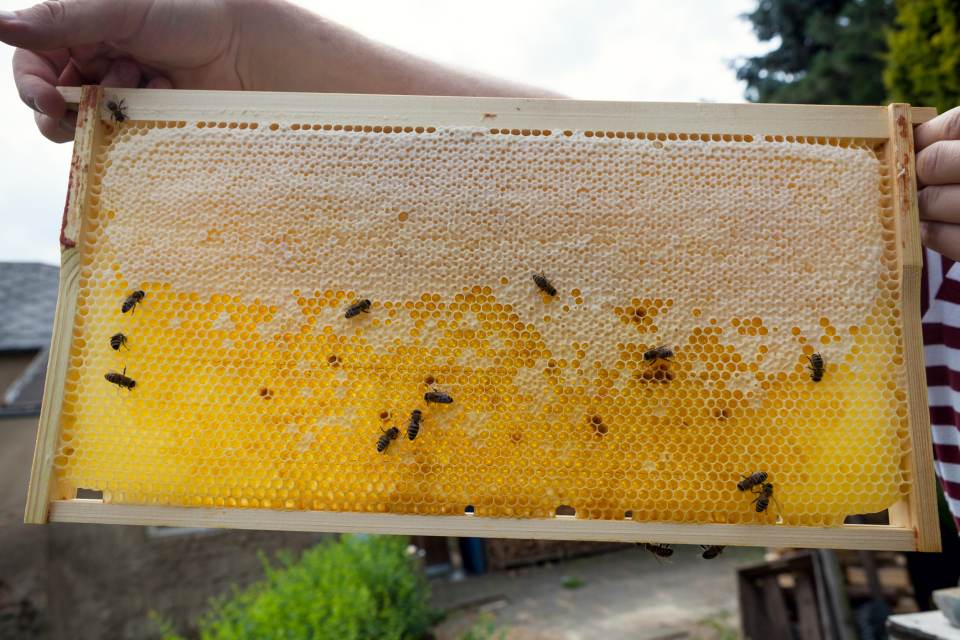gefuellte Honigwabe mit Bienen Jessica Grossmann