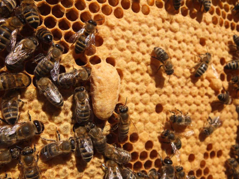 verdeckelte Weiselzellen auf Bienenwabe