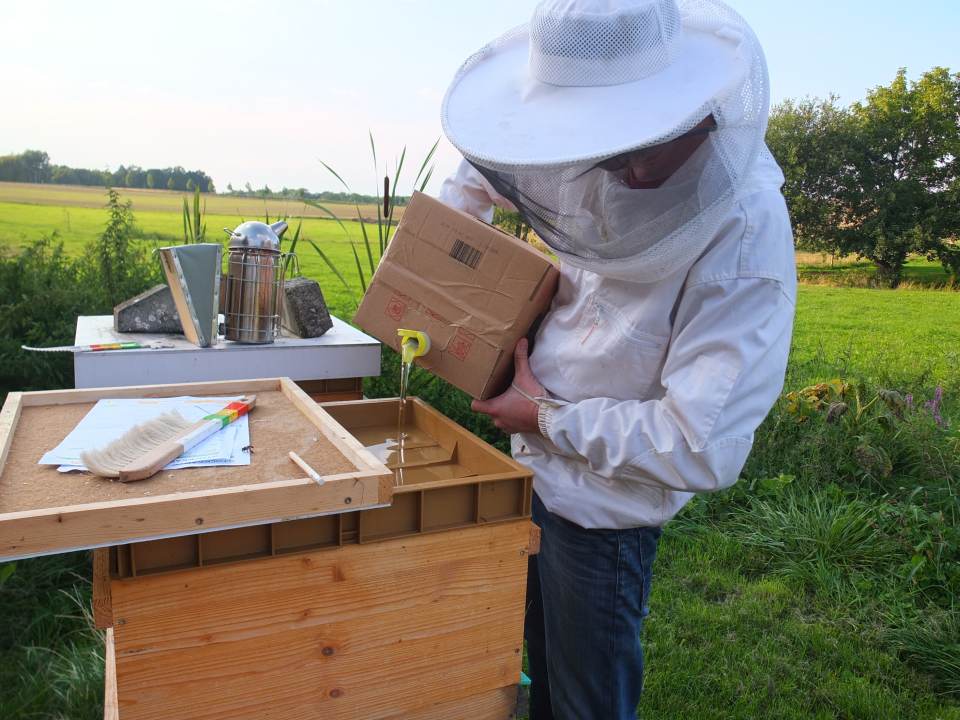 Bienenvolk vereinigen September Auffuettern Nachbarvoelker