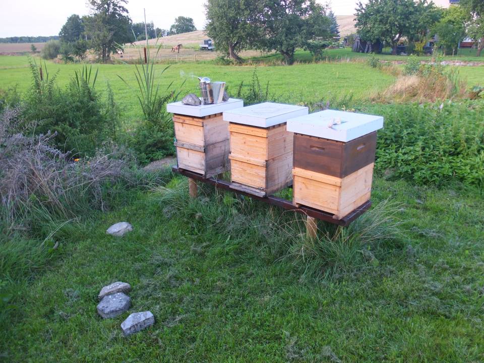 Bienenvolk vereinigen September Bienenstand
