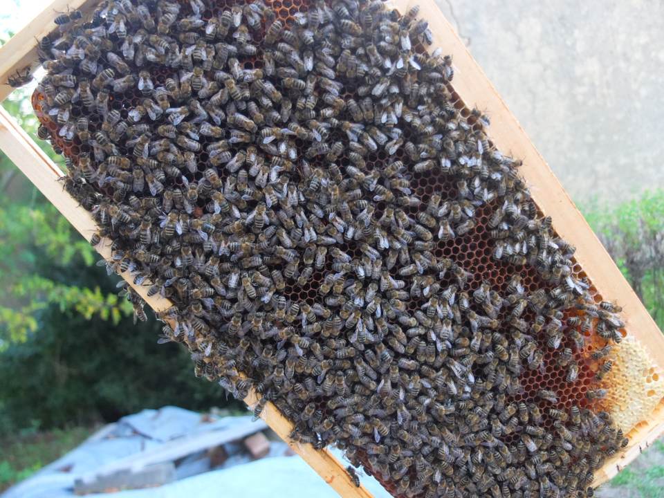 Bienenvolk vereinigen September Bienenwabe