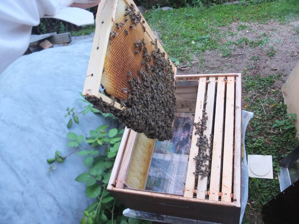 Bienenvolk vereinigen September Bienenwabe einhaengen