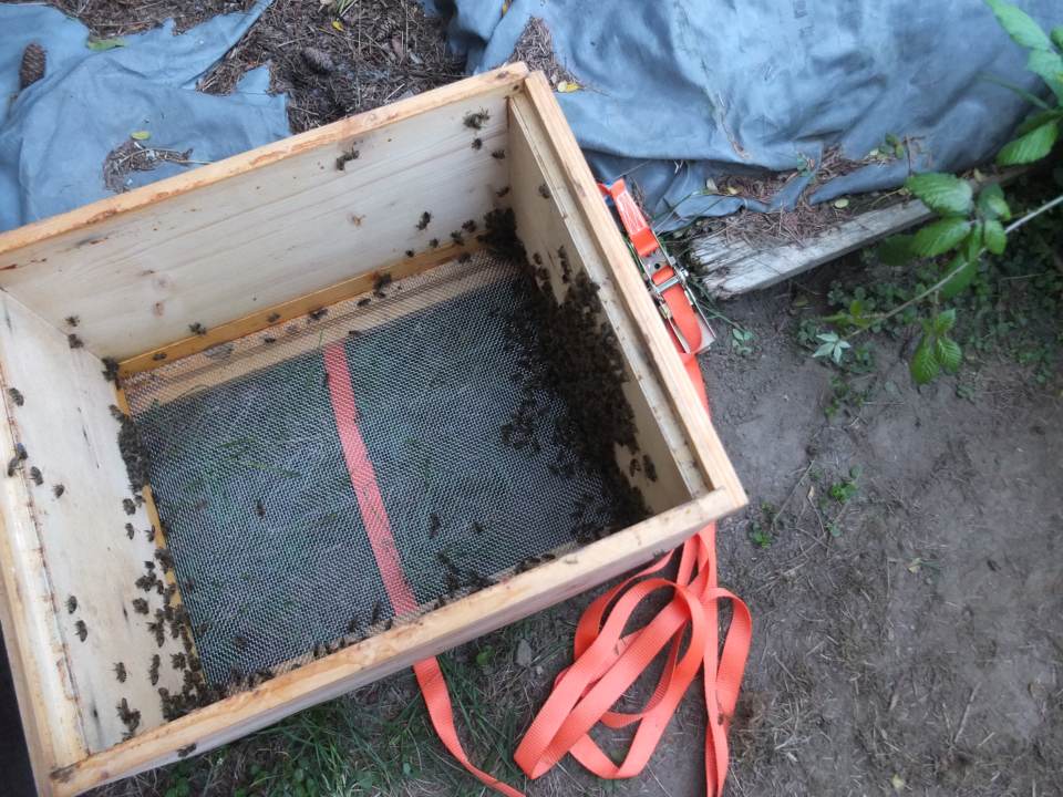 Bienenvolk vereinigen September Leerzarge Altvolk