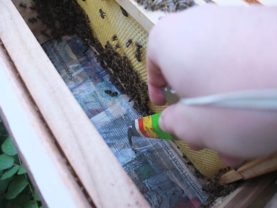 Bienenvolk vereinigen September Loecher in Zeitung stechen