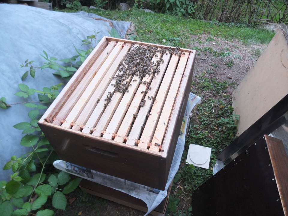 Bienenvolk vereinigen September Volk vereinigt zweizargig