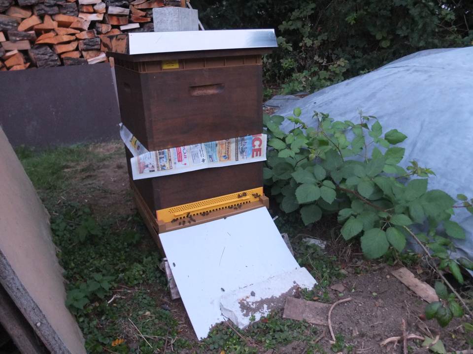 Bienenvolk vereinigen September mit Zeitungspapier zwei Zargen
