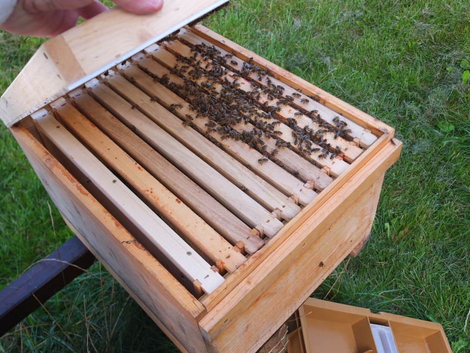 Bienenvolk vereinigen September schwaches Volk