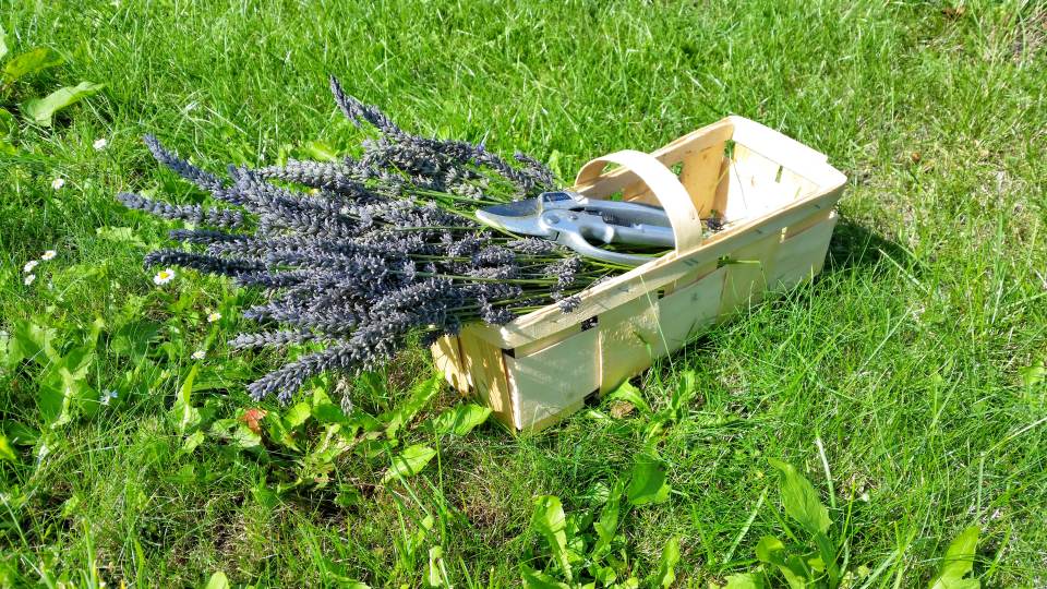 Lavendel_Blueten_in_Spankorb_mit_Gartenschere