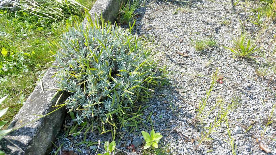 Lavendel geschnitten Sommer