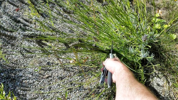 Lavendel schneiden nach der Blüte im Sommer
