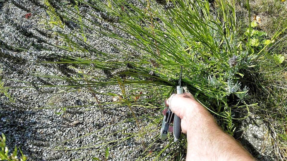 Lavendel schneiden Sommer Bluetenstaende abschneiden