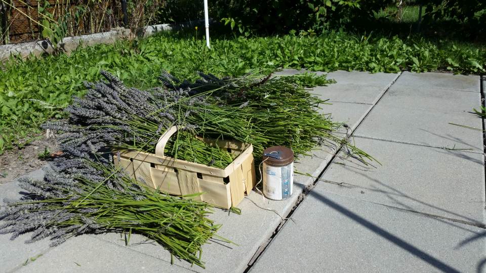 Lavendel schneiden Sommer Duftlavendel