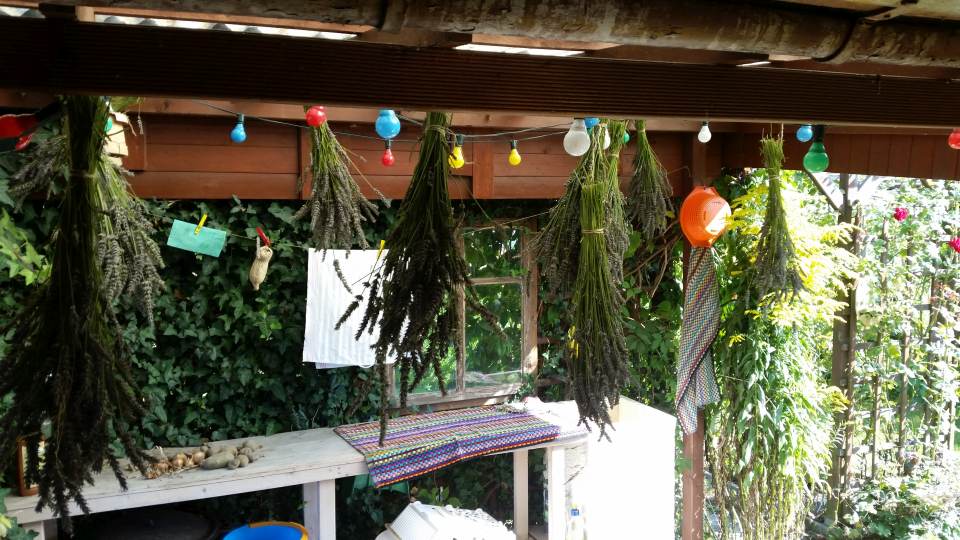 Lavendel schneiden Sommer trocknen