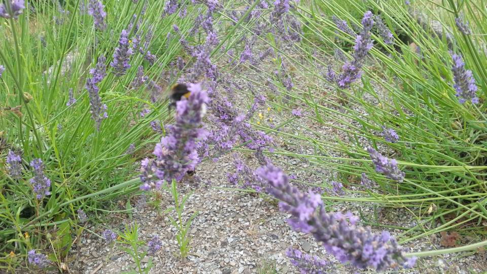 Lavendel schneiden Sommer ungeschnitten