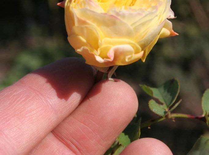 Container-Rosen einpflanzen – Schritt für Schritt Rosen Container pflanzen Parzelle94 Pilgrim