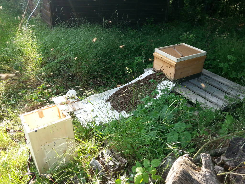 Bienenschwarm einlaufen lassen 2015 Langstroth