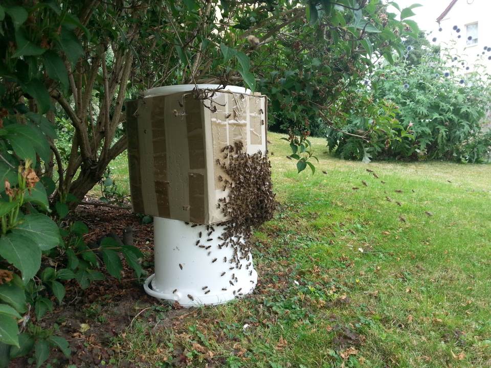 Bienenschwarm selbstgebaute Schwarmkiste Pappe