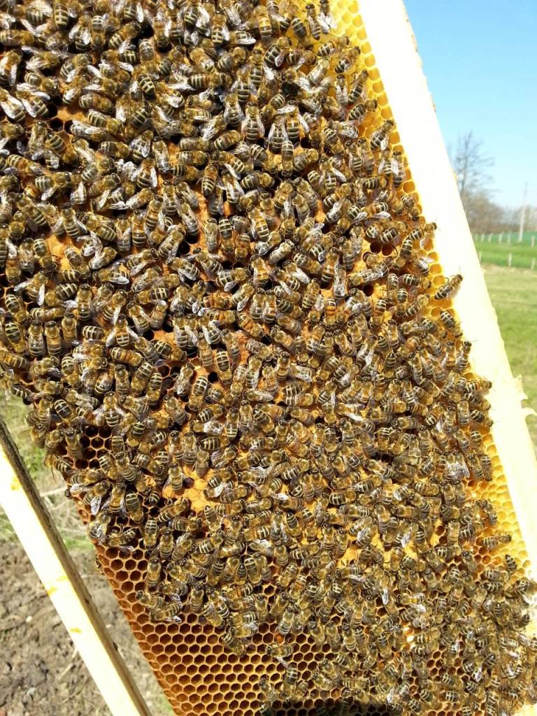 Bienenwabe Langstroth Frühling