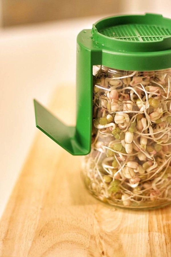 Sprossenturm oder Sprossenglas- Sprossen ziehen — Parzelle94.de