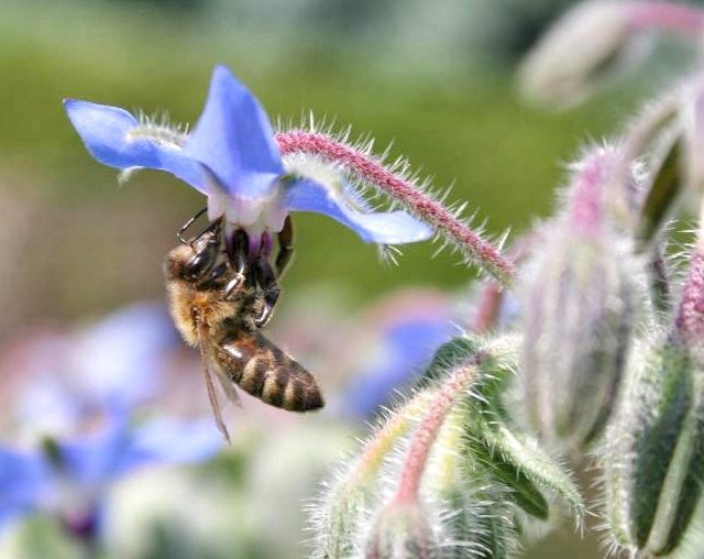 Bienen und Insekten schützen: So wird der Garten insektenfreundlich Biene an Borretsch Bluete