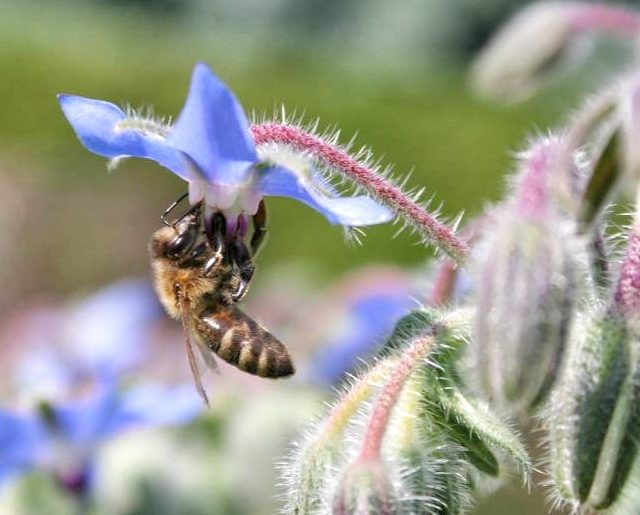 Biene an Borretsch Bluete