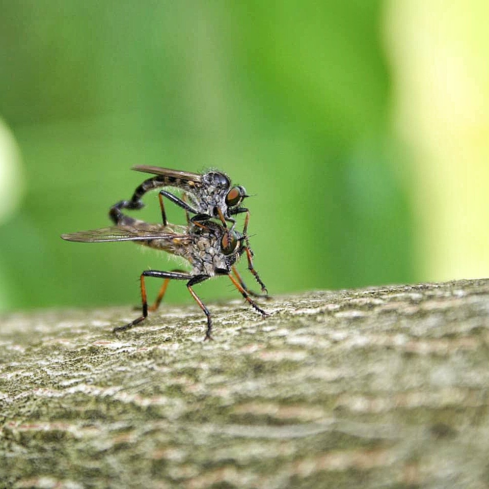 Insekten Paarung Garten