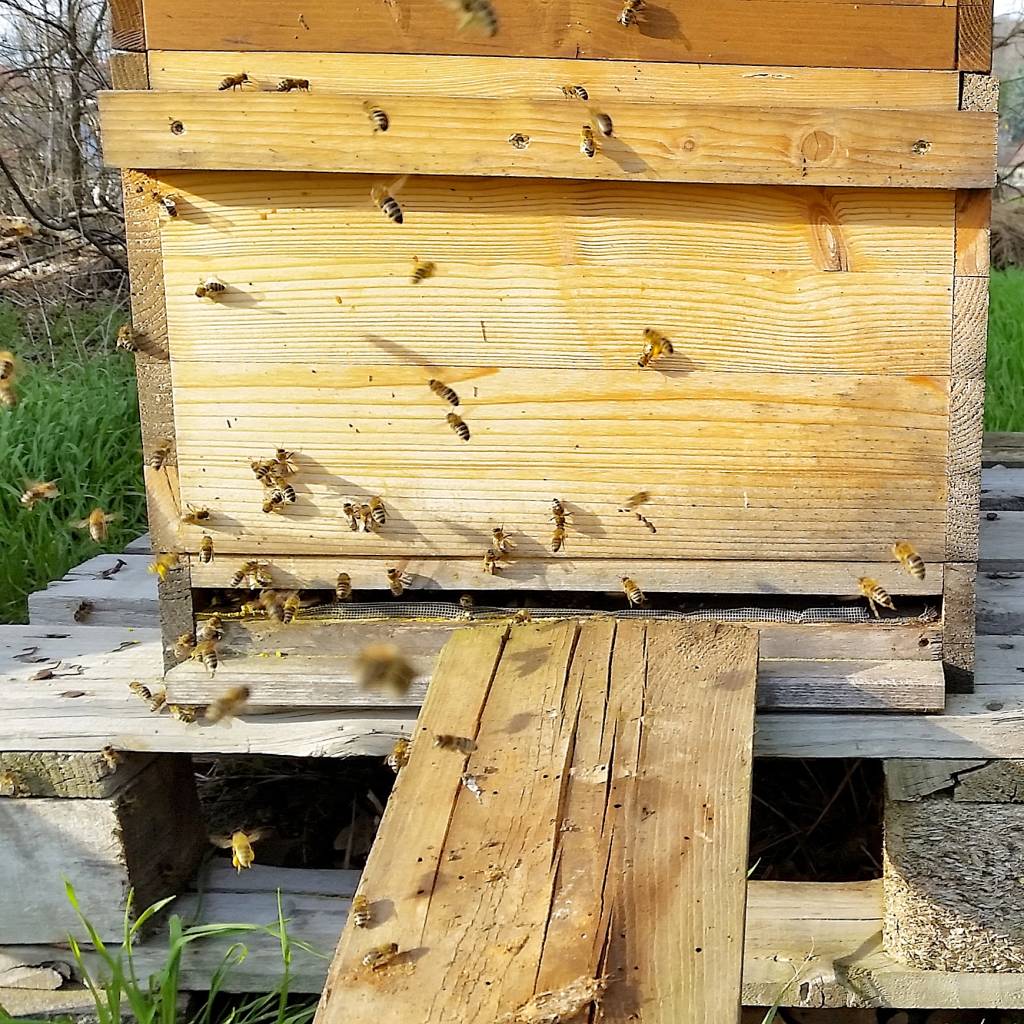 parzelle94 Gartenrundgang April 2016 Bienen