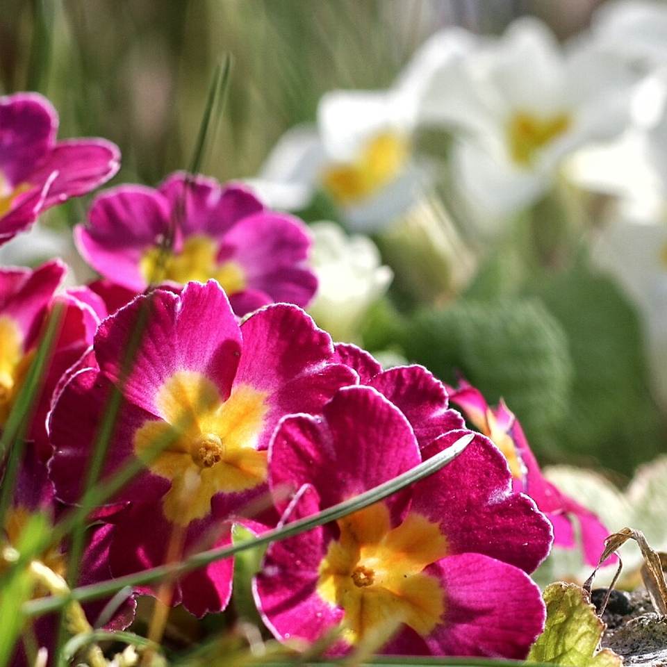 Blumen, Beete und Prokrastination Gartenrundgang im April — Parzelle94.de