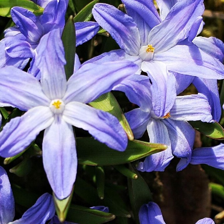 parzelle94 Gartenrundgang April 2016 Sternhyazinthe Detail