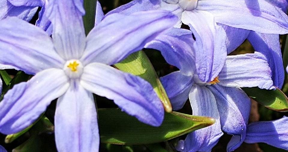 Blumen, Beete und Prokrastination – Gartenrundgang im April parzelle94 Gartenrundgang April 2016 Sternhyazinthe Detail