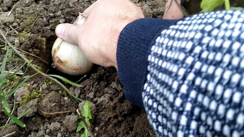 Staudenbeet_Umgestaltung_parzelle94_Blumenzwiebel_in_die_Erde