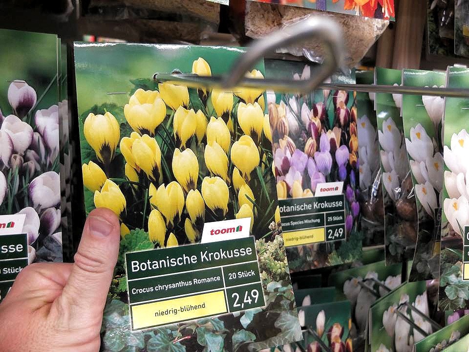 Botanische Krokusse sind sehr gut für Insekten