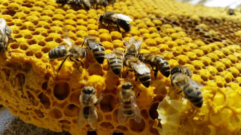 Bienen auf Brutwabe April 2016