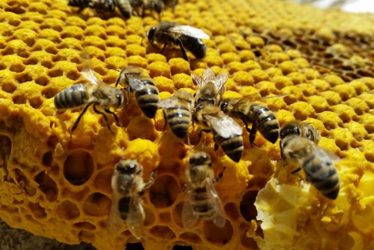 Bienen auf Brutwabe April 2016