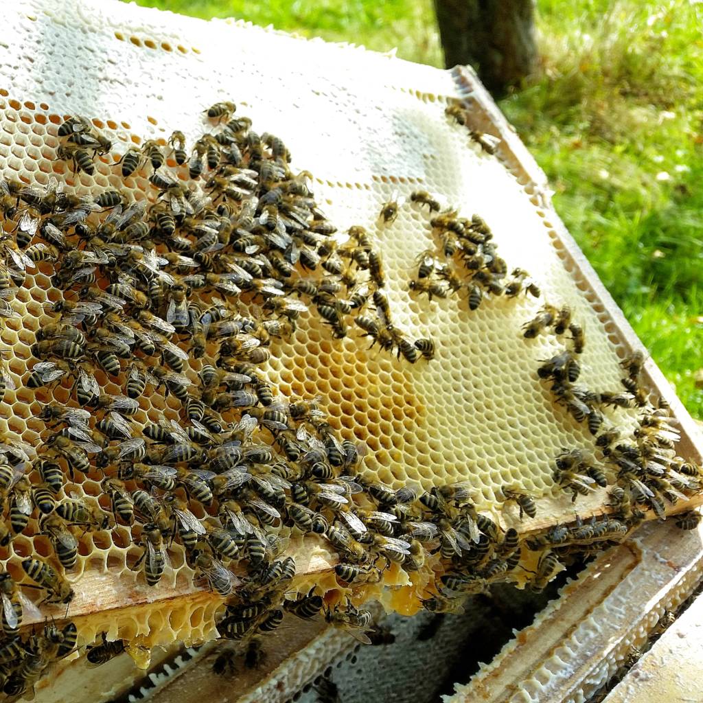 Bienen auf der Wabe