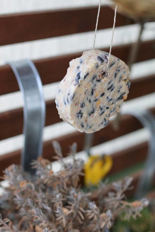 Meisenknödel selber machen Vogelfutter als WinterDIY