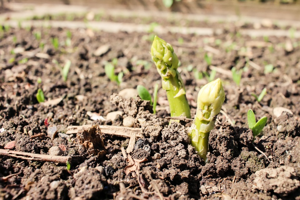 Gruner Spargel Einpflanzen Anbautipps Parzelle94 De