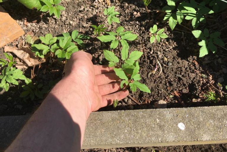 Giersch einfach vernichten entfernen jaeten Anleitung_parzelle94