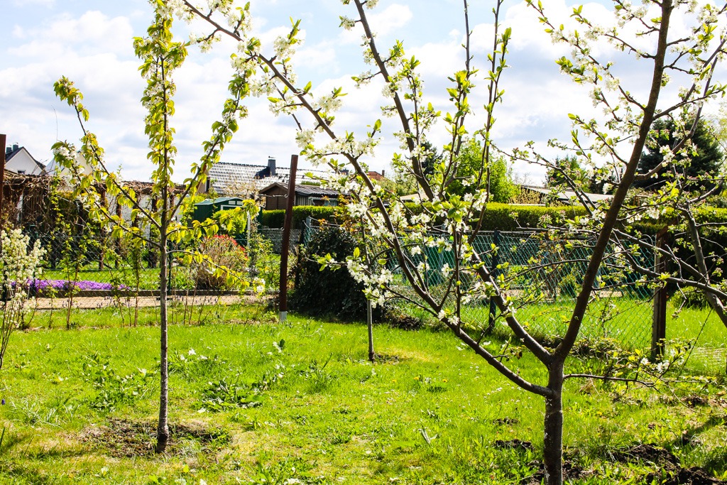 Rasen erneuern ausgangszustand obstwiese fruehling unkraut