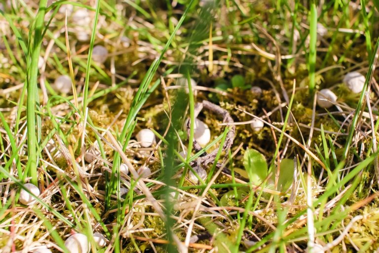 Rasen erneuern gekalkt kalk auf dem boden eingebracht pilliert