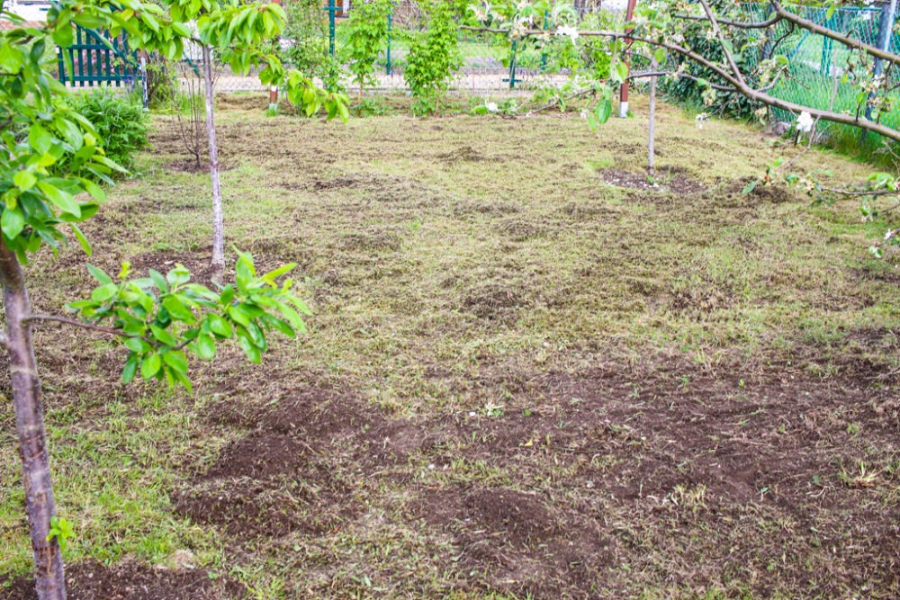 Rasen-Langzeit-Projekt - Das Ergebnis und mein Fazit — Parzelle94.de