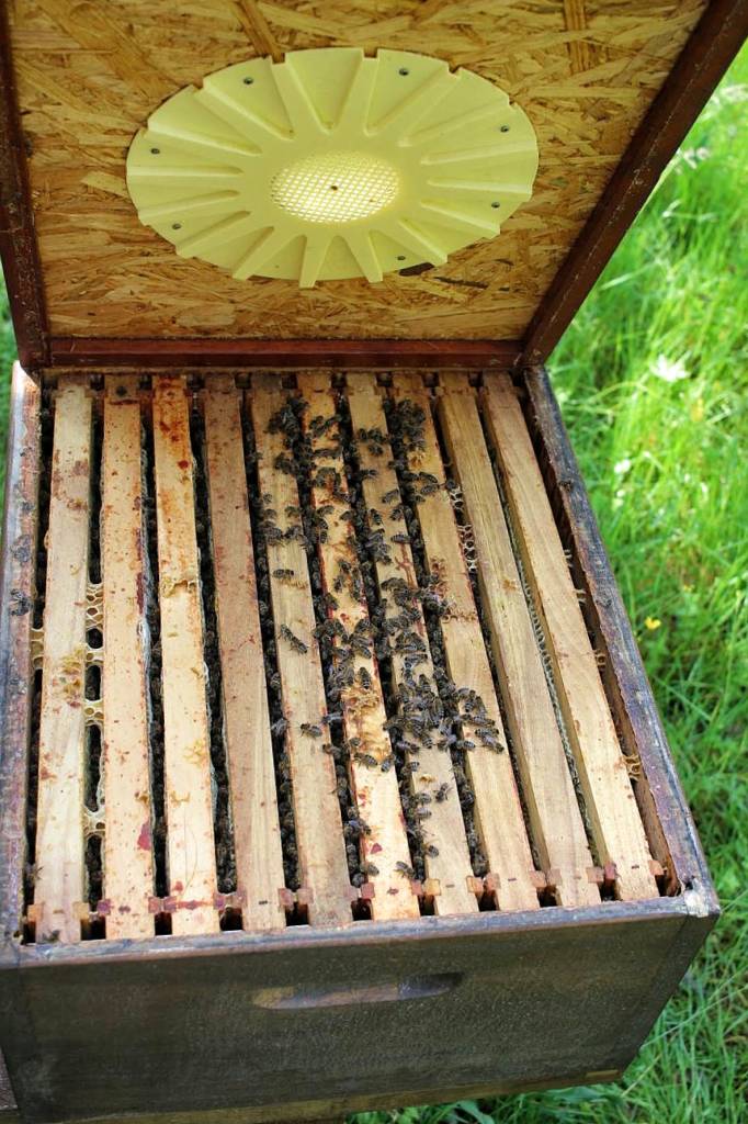 Bienenbeute mit sternförmiger Bienenflucht