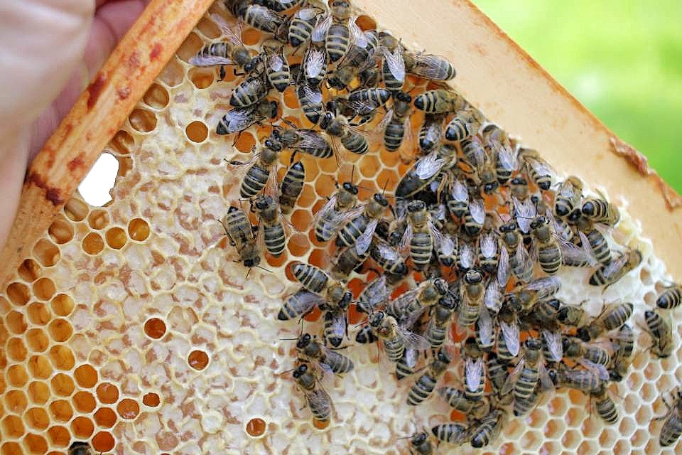 Bienen auf der Wabe mit Königin