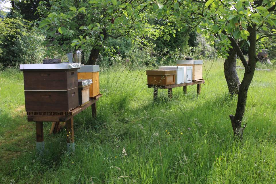 Bienen in Magazinen auf einer grünen Streuobstwiese