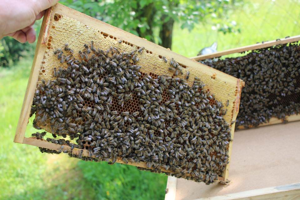 Bienenwabe mit vielen Bienen im Format Langstroth