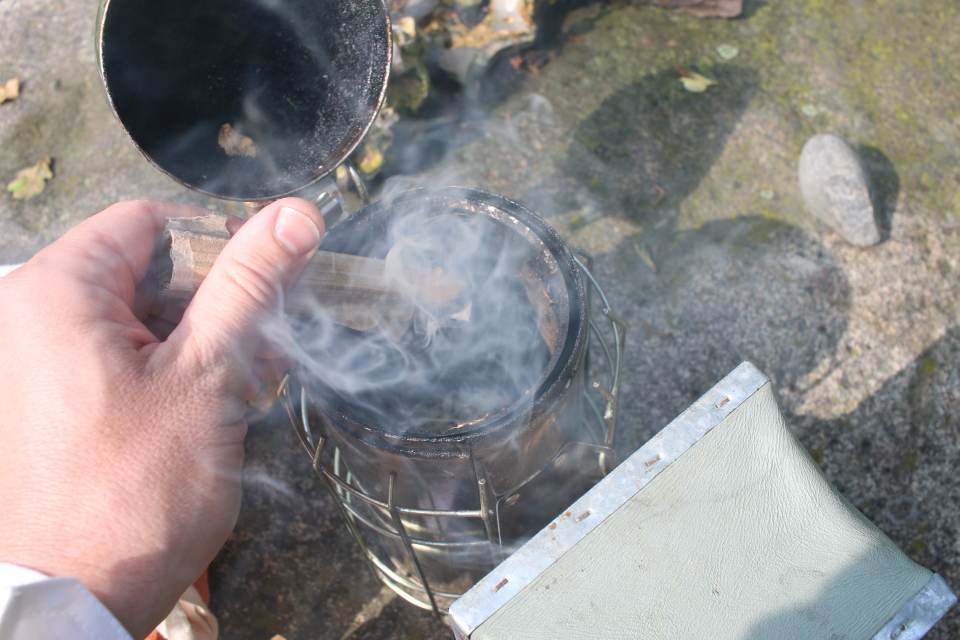 EIn qualmender Smoker für die Bienen