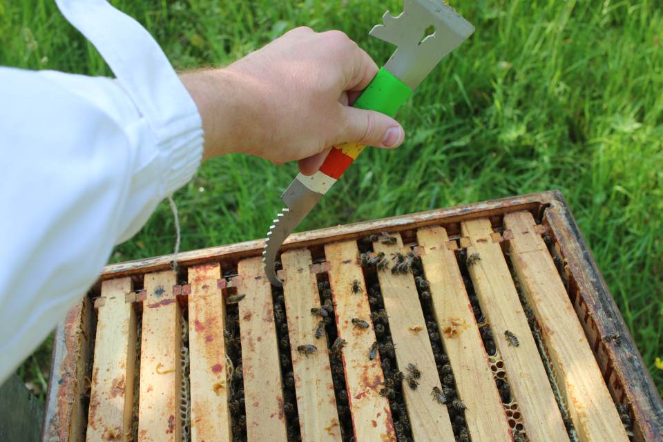 MIt dem Stockmeißen werden Bienenwaben gelöst und rausgezogen