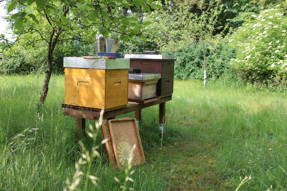 Bienen in Magazinen im Grünen